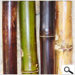 Varnished Bamboo 3In X 8Ft (pack 4 poles)