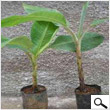 Banana Tree