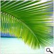 Coconut palm leaf
