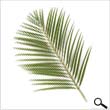 Areca Palm leaves