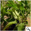 Heliconia Leaf (4 feet length)
