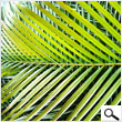 Small Palm Leaves for tropical decorations