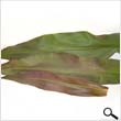 Queen Emma Lily leaves