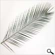 Robellini Date Palm leaves