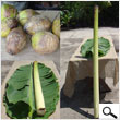 Small Hawaiian Pig Roast Kit (74 pounds and under)