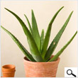 Baby Aloe Vera Tree (24 inches)