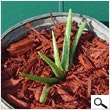 Baby Aloe Vera Tree (8 inches)